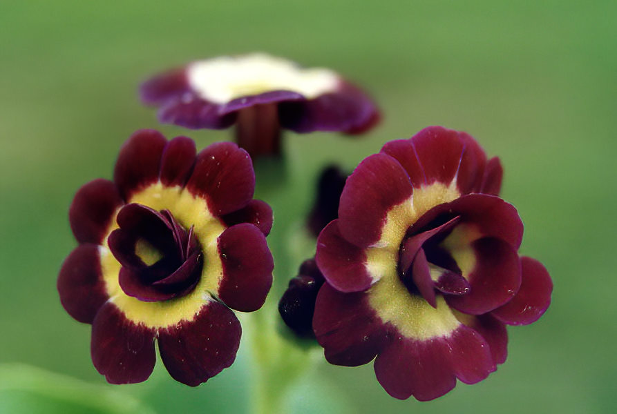 Primula x pubescens hybrids () photo